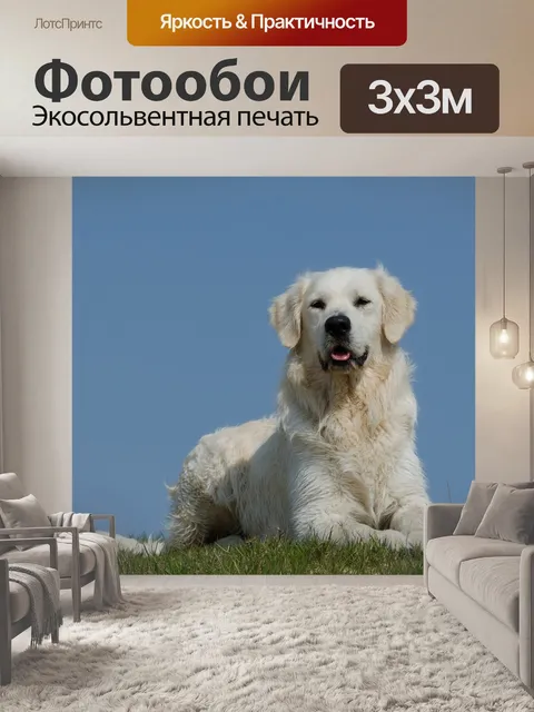 Фотообои Золотистый ретривер, луг, собака