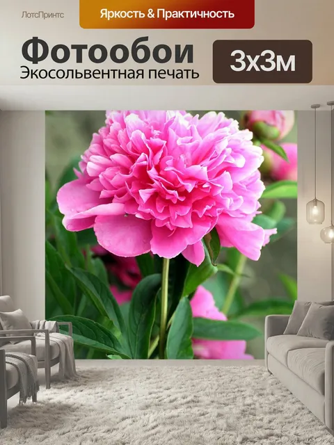 Фотообои Пион, цветок, розовый