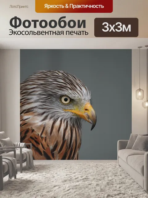 Фотообои Сокол, животное, хищные птицы
