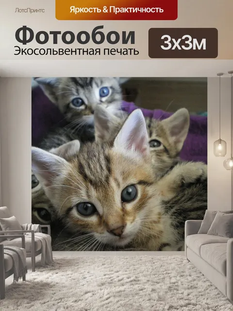 Фотообои Котята, глаза, кошка