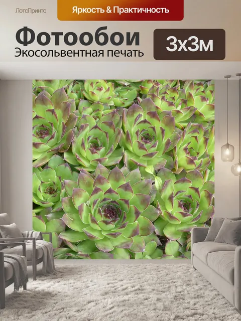 Фотообои Houseleek, завод, листья