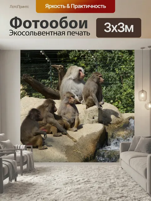 Фотообои Бабуины, семья, обезьяны
