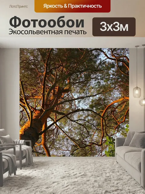 Фотообои Сосна, верхушки деревьев, хвойное дерево