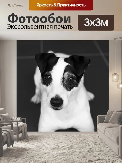 Фотообои Джек рассел, собака, терьер