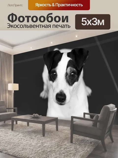 Фотообои Джек рассел, собака, терьер