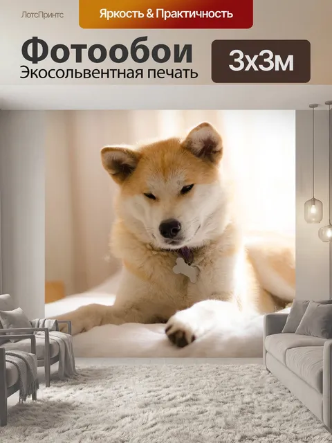 Фотообои Собака, акита, акита-ину