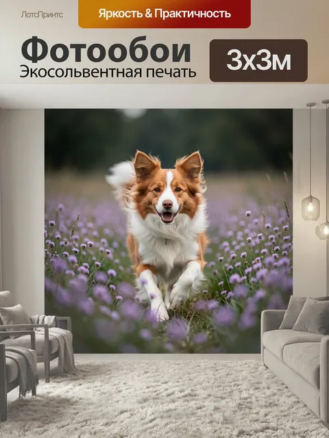 Фотообои Собака в лавандовом поле. Рыже-белый бордер-колли бежит навстречу в цветущей лиловой поляне, мягкий размытый …