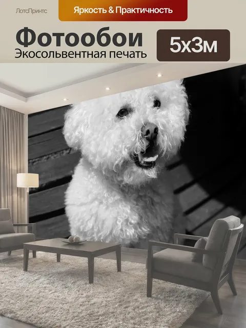 Фотообои Собака Бишон Фризе Симпатичная пушистая белая собака из бишона-фриза
