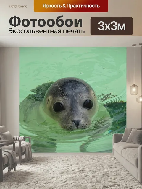 Фотообои Тюлень, животное, млекопитающее
