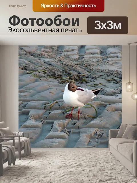 Фотообои Черноголовая чайка, чайка, птица
