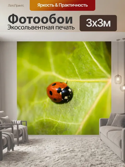 Фотообои Жук, насекомое, божья коровка