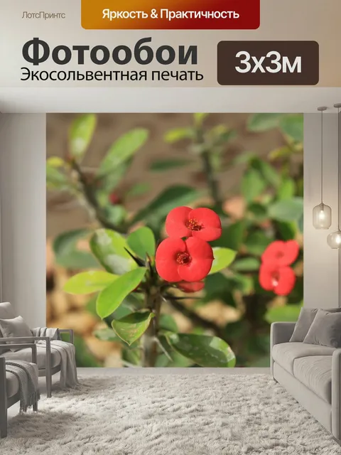 Фотообои Терновый венец, молочай, цветок