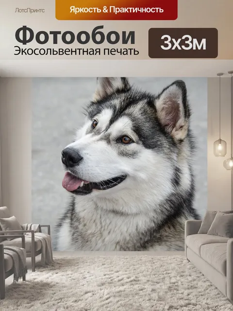Фотообои Собака, аляскинская, маламут, животное, собака, аляска, маламут, животное, домашнее животное, собака, домашне…