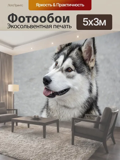 Фотообои Собака, аляскинская, маламут, животное,