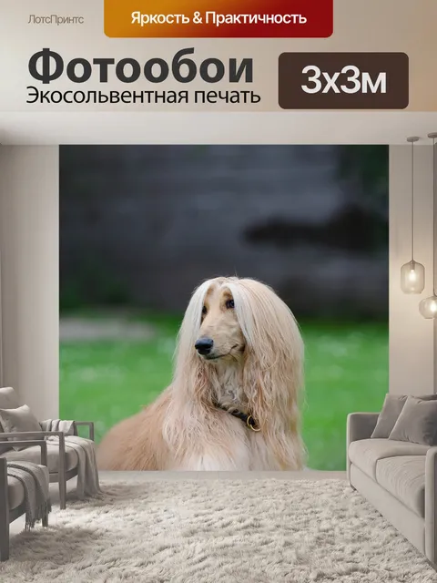 Фотообои Афганские, борзая, афганская борзая