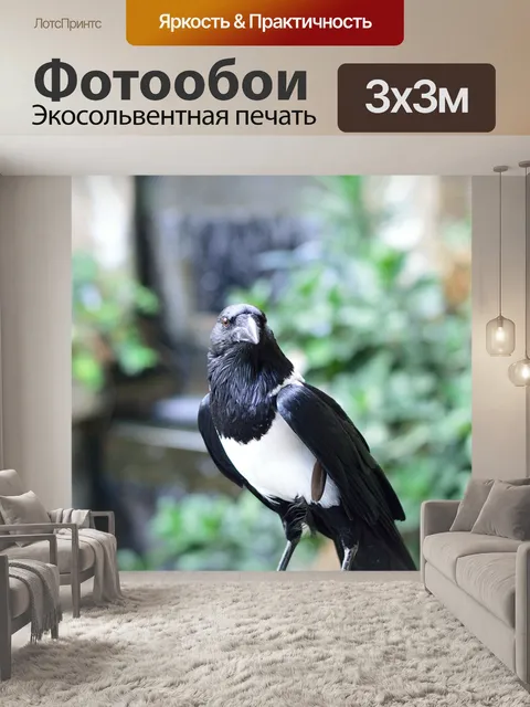 Фотообои Пестрый ворона, птица, природа