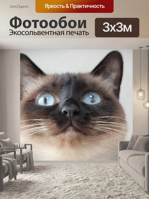 Фотообои Кошка, сиамская кошка, лицо