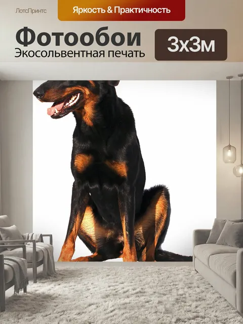 Фотообои Изолированный, доберман, собака