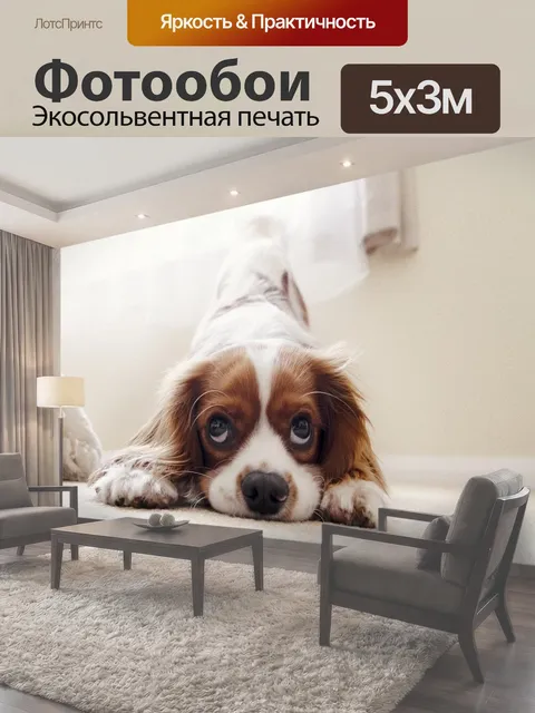 Фотообои Кавалер кинг чарльз спаниель, щенок, собака