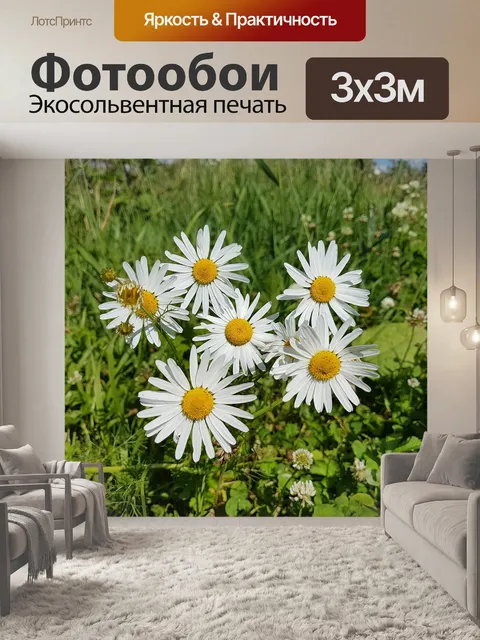 Фотообои Цветок, ромашка, красивая