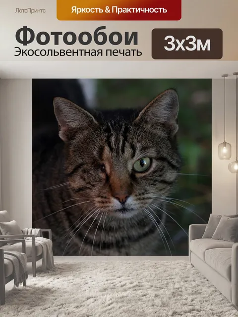 Фотообои Кот, слепой, смотреть