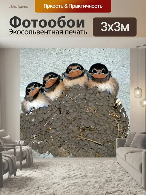 Фотообои Ласточки, ласточкино гнездо, птица