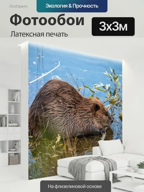 300 × 300 см · Латексная печать