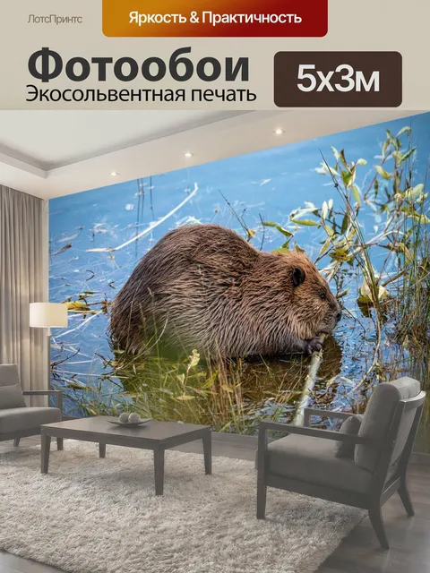 Фотообои Бобр занят занят бобр живая природа воды дикий природа за работой всеобщее достояние фон обои стену…