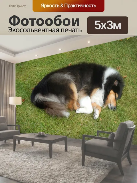 Фотообои Колли Спящий