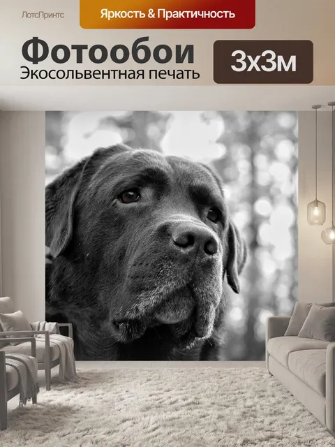Фотообои Собака, выражение, лабрадоры