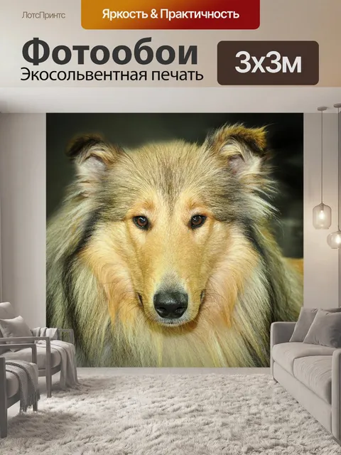 Фотообои Собака, грубый, колли
