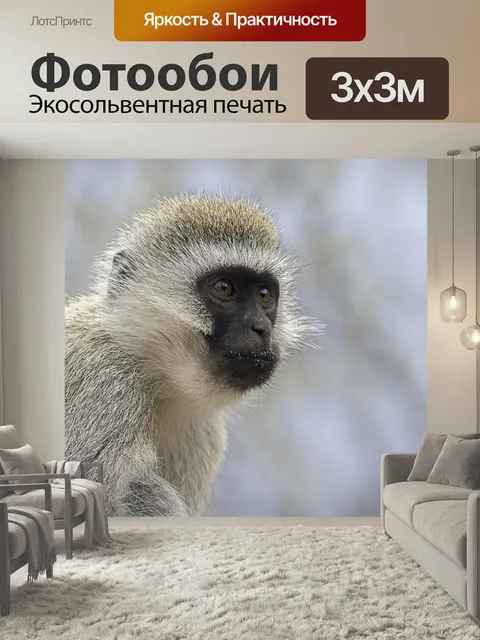 Фотообои Верветка обезьяна, обезьяна, крупный план