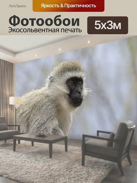 Фотообои Верветка обезьяна, обезьяна, крупный план
