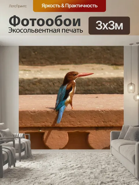 Фотообои Зимородок, индия