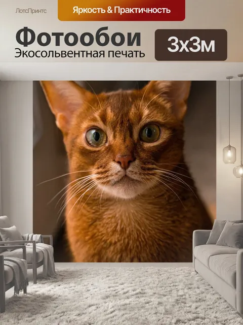 Фотообои Кошка, рыжий кот, абиссинский