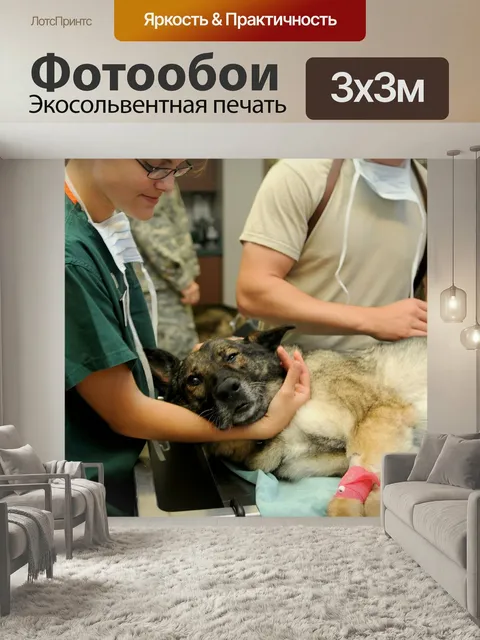 Фотообои Ветеринарный, клиника, ветеринар