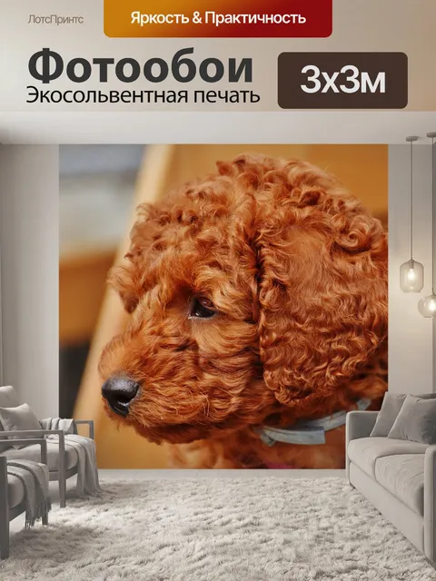 Фотообои Собака, пудель, детеныш