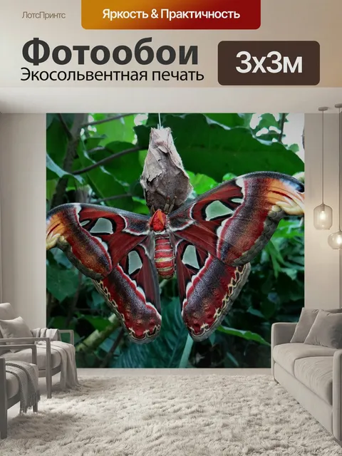 Фотообои Атлас бабочек, павлиноглазка атлас, желтый коричневый
