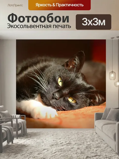 Фотообои Черный кот, смотреть, домашний питомец