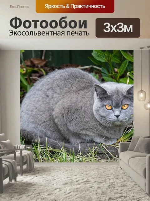 Фотообои Кошка, серый, глаза