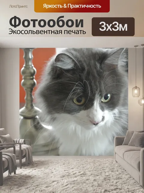 Фотообои Кот, серо-белый, голова