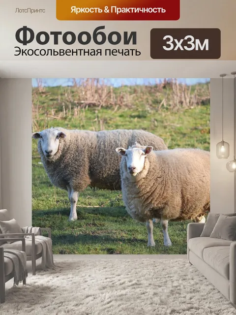 Фотообои Овец, шерсть, пастбище