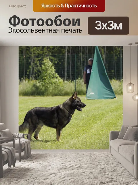 Фотообои Собака, немецкая овчарка, стоя