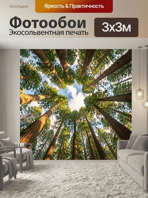 Фотообои Высокие сосны в небе. Вид снизу на стройные хвойные стволы, устремлённые к голубому небу с облаками. Зелёная …