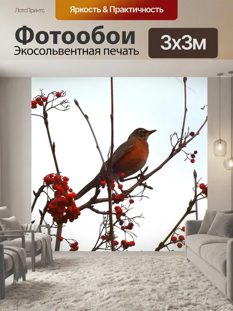 Фотообои Дрозд, птица, сапсан