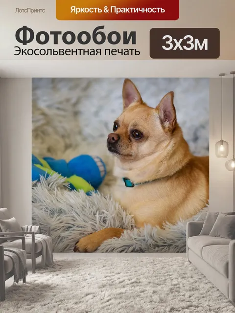 Фотообои Милый, собака, животное