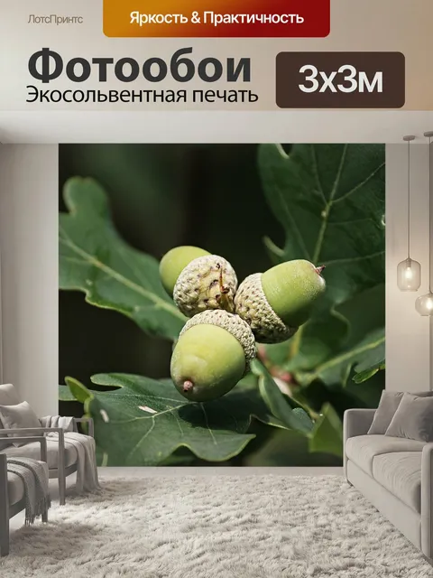 Фотообои Желуди, жёлудь, дубовые листья