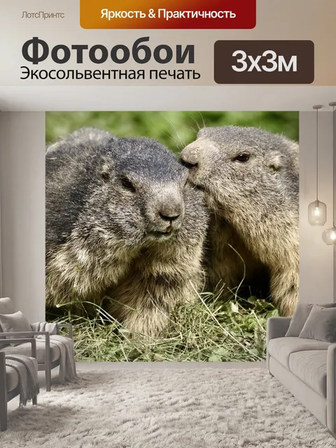 Фотообои Сурок, грызун, альпы