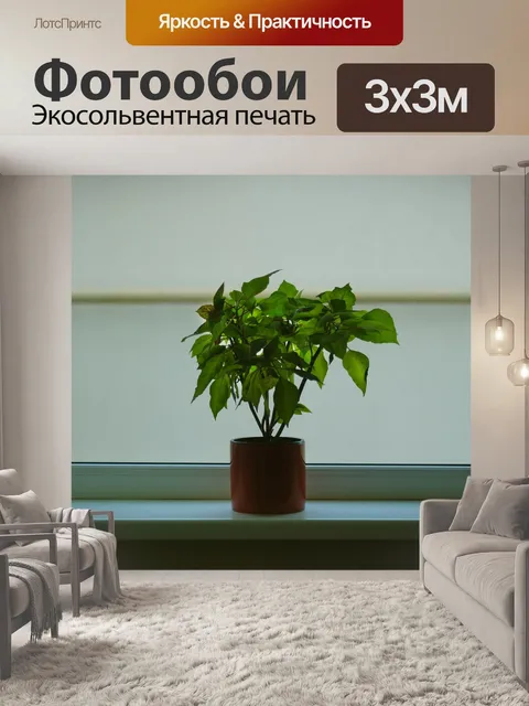 Фотообои Зеленый, завод, горшок