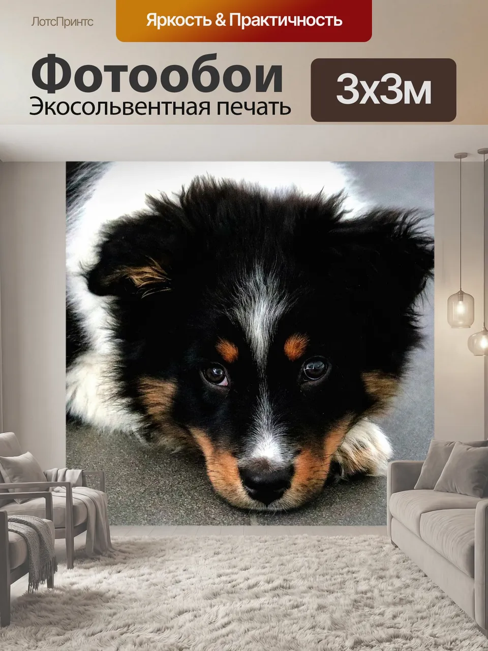 Фотообои Собака, щенок, австралийская овчарка